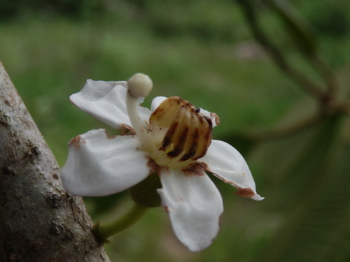 Bellucia mespiloides (Medlar like loreya) — photo