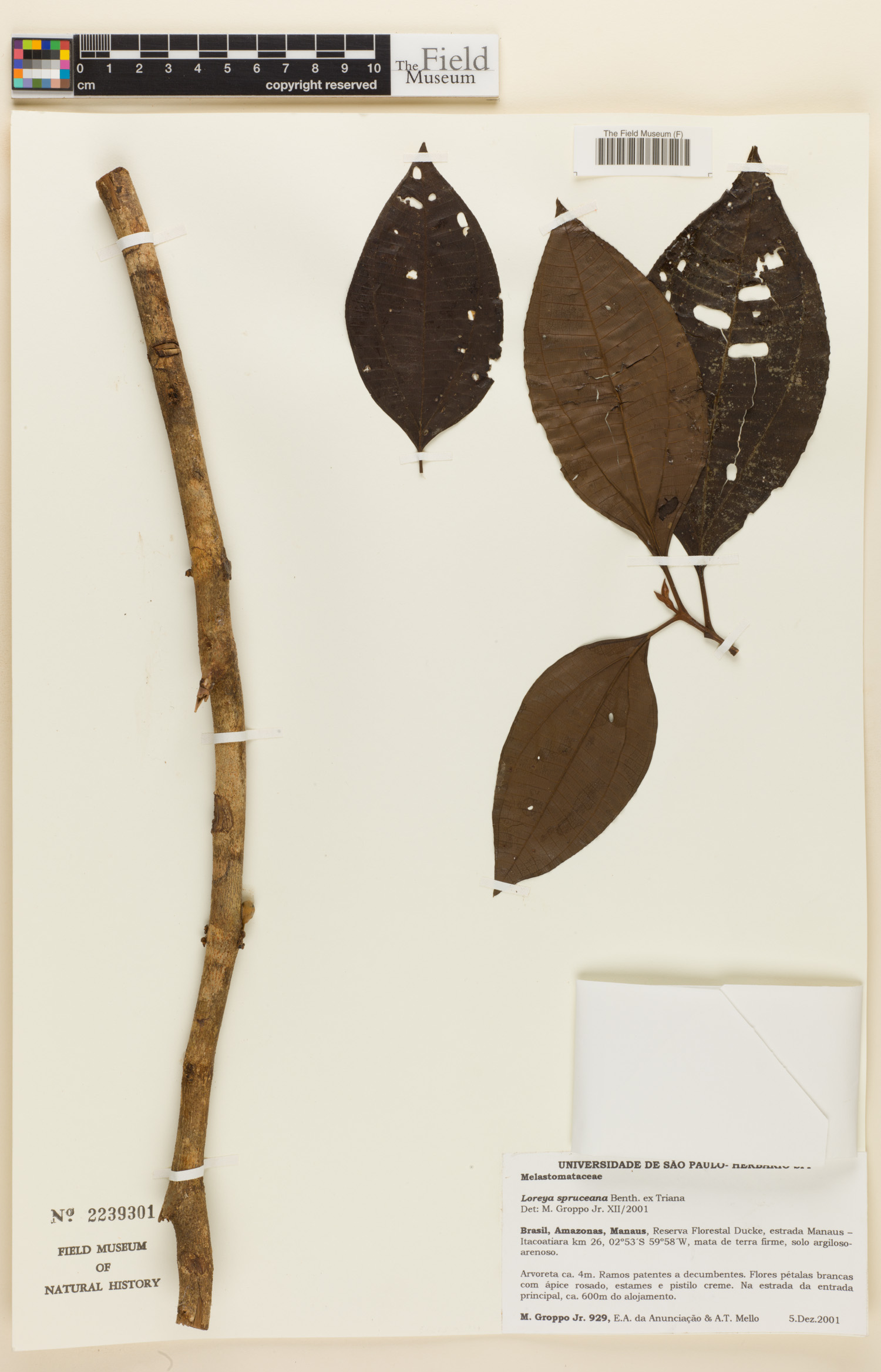 Bellucia spruceana