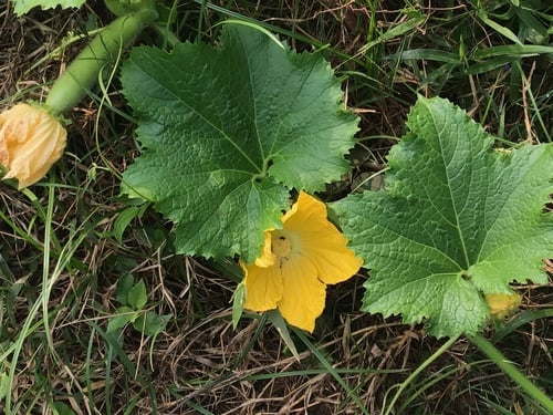 Benincasa hispida