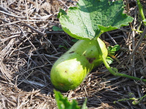 Benincasa hispida (Wax gourd) — photo