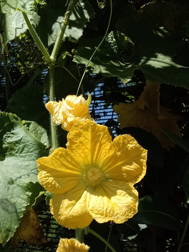 Benincasa hispida var. chieh-qua (Chi qua) — photo