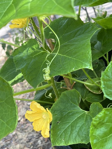 Benincasa hispida var. chieh-qua