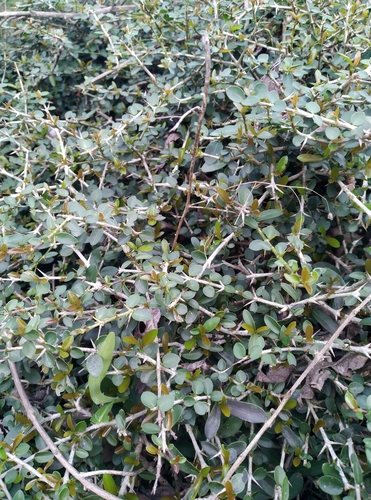 Benkara malabarica (Malabar benkara) — photo