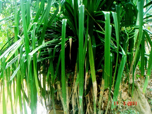 Benstonea atrocarpa — photo