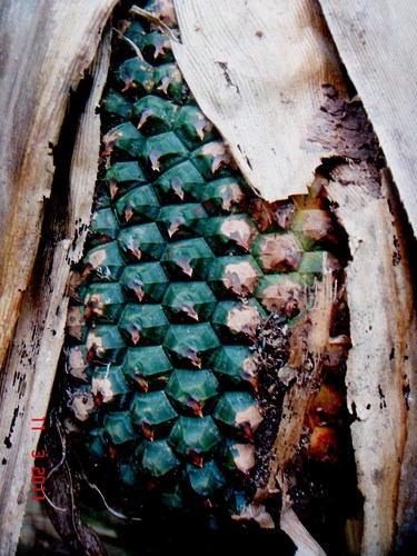 Benstonea atrocarpa — photo