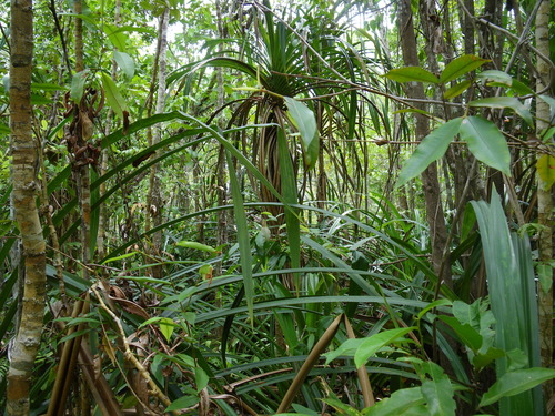 Benstonea lauterbachii (Lauterbach's pandan) — photo