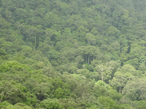 Bentinckia condapanna (Hill arecanut) — photo