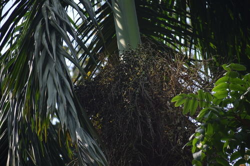 Bentinckia nicobarica (Bentinck palm) — photo