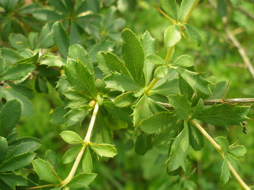 Berberis aggregata (Salmon barberry) — photo
