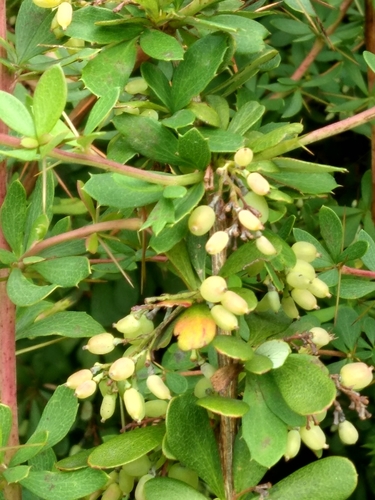 Berberis aggregata (Salmon barberry) — photo