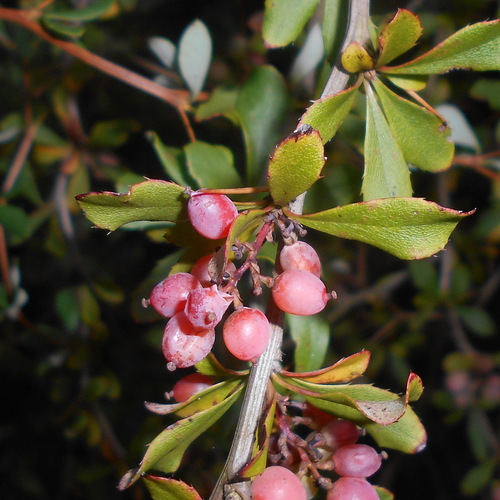 Berberis aggregata