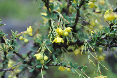 Berberis amoena — photo