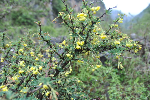 Berberis amoena — photo