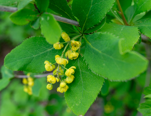 Berberis amurensis — photo