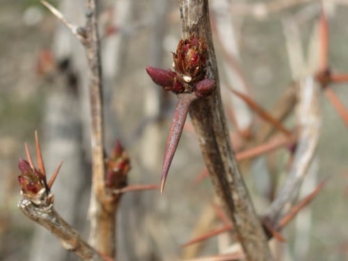 Berberis amurensis — photo