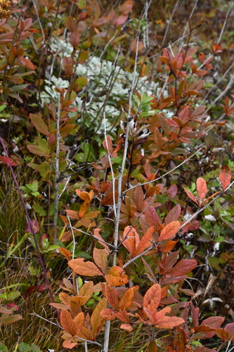 Berberis amurensis