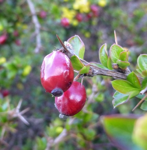 Berberis angulosa (Large-flowered barberry) — photo