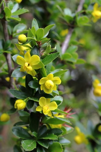 Berberis angulosa