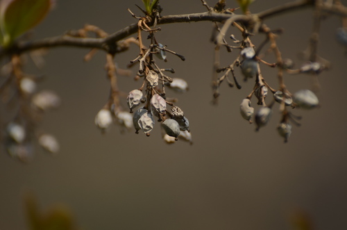 Berberis aristata (Indian barberry) — photo