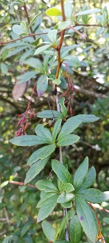 Berberis aristata