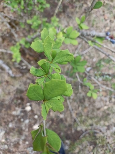 Berberis asiatica (Himalayan barberry) — photo