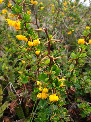 Berberis buxifolia (Magellan barberry) — photo