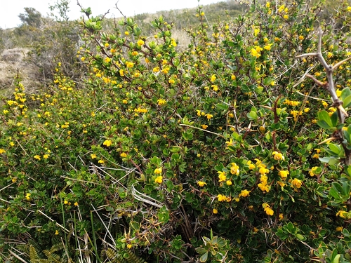 Berberis buxifolia (Magellan barberry) — photo