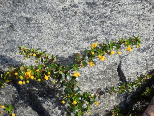 Berberis buxifolia