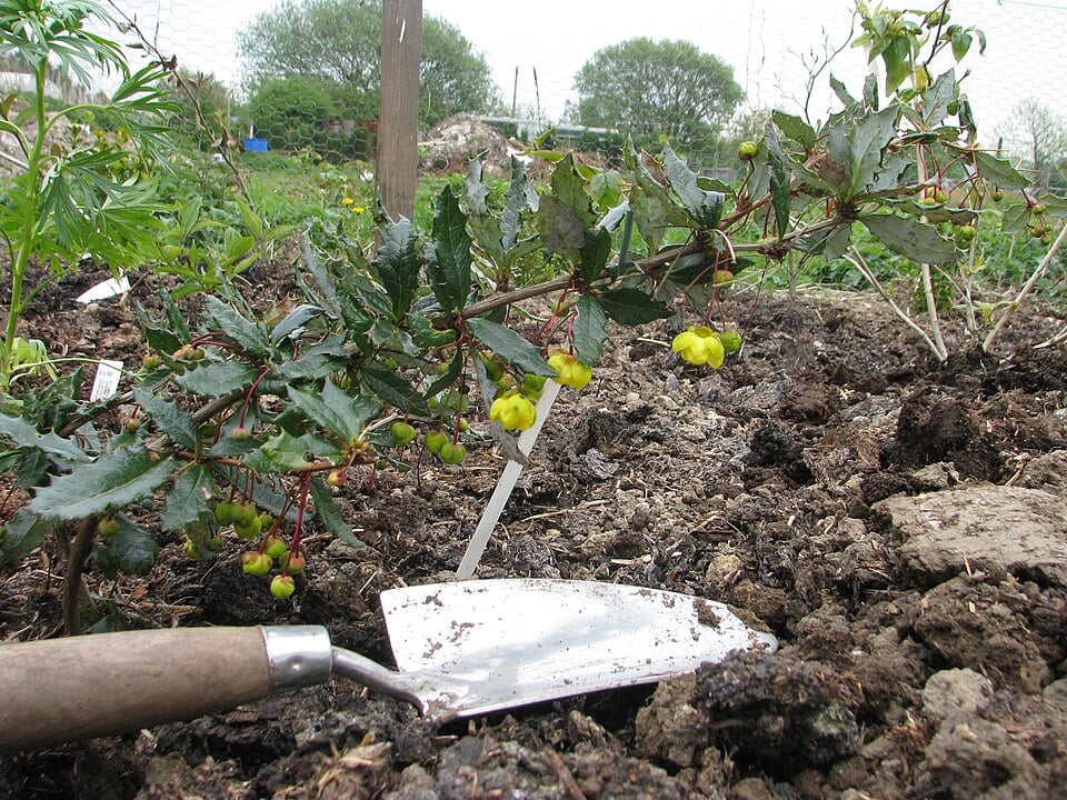 Berberis calliantha