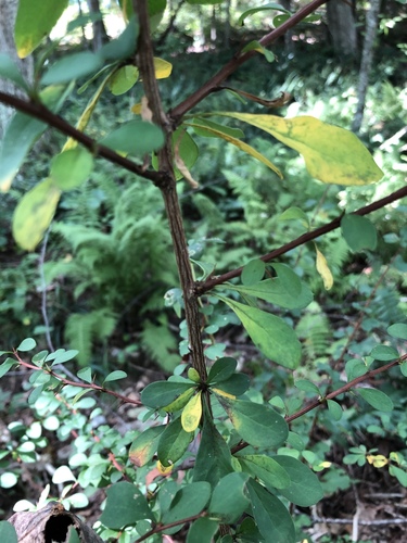 Berberis canadensis (Allegheny barberry) — photo