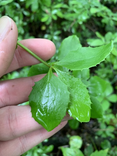 Berberis canadensis (Allegheny barberry) — photo