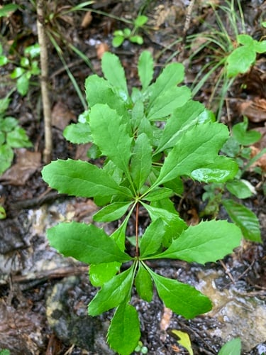 Berberis canadensis