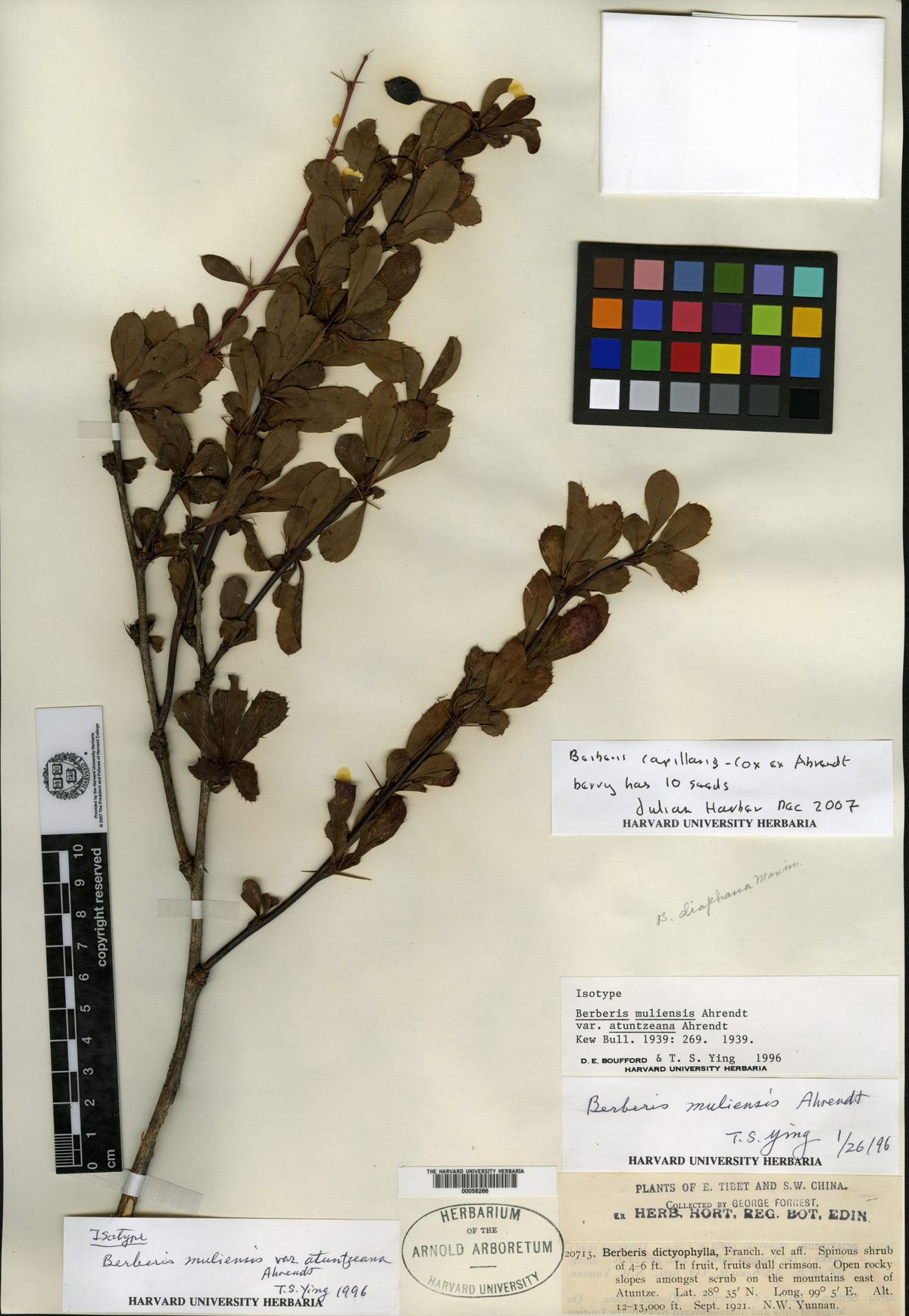 Berberis capillaris