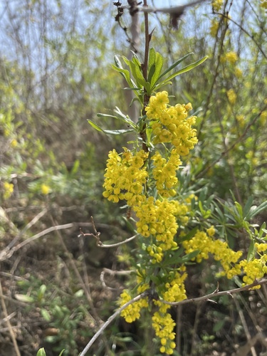 Berberis chinensis — photo