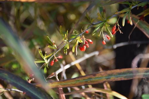 Berberis chinensis — photo