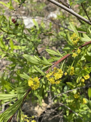 Berberis chinensis