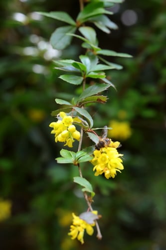 Berberis chitria (Chitra) — photo