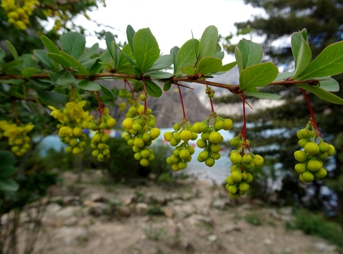 Berberis chitria (Chitra) — photo