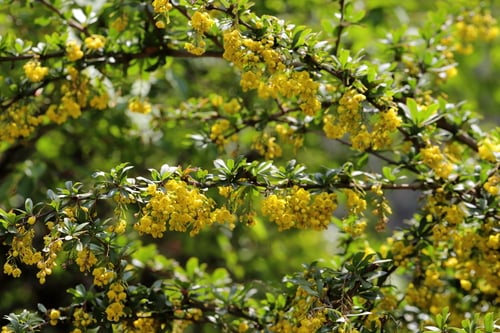 Berberis chitria