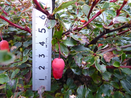 Berberis concinna
