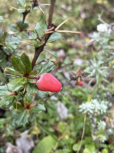 Berberis concinna — photo