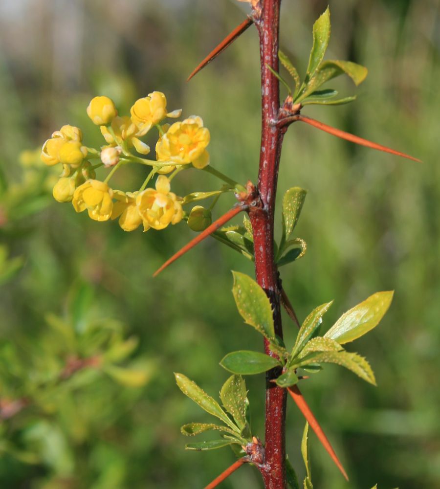 Berberis crataegina (Karamuk calisi) — photo