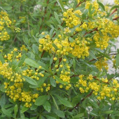 Berberis crataegina