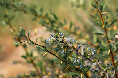 Berberis crataegina (Karamuk calisi) — photo