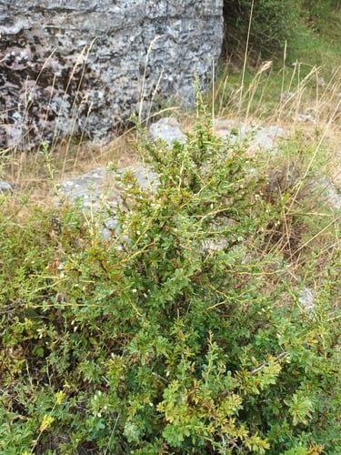 Berberis cretica — photo