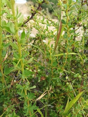Berberis cretica — photo