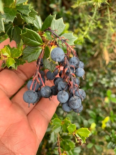 Berberis darwinii (Darwin's barberry) — photo