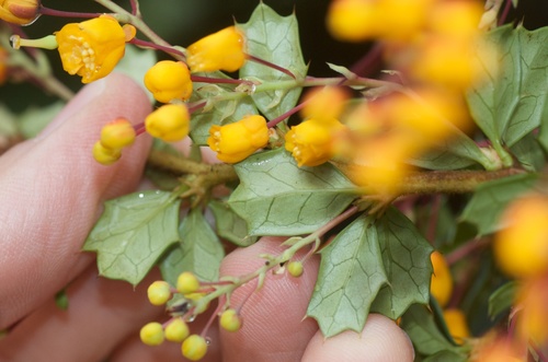 Berberis darwinii (Darwin's barberry) — photo