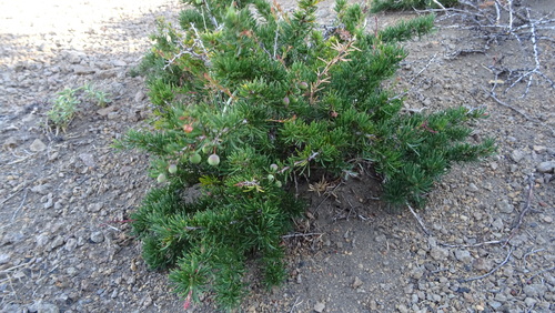 Berberis empetrifolia (Fuegian barberry) — photo