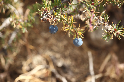 Berberis empetrifolia (Fuegian barberry) — photo